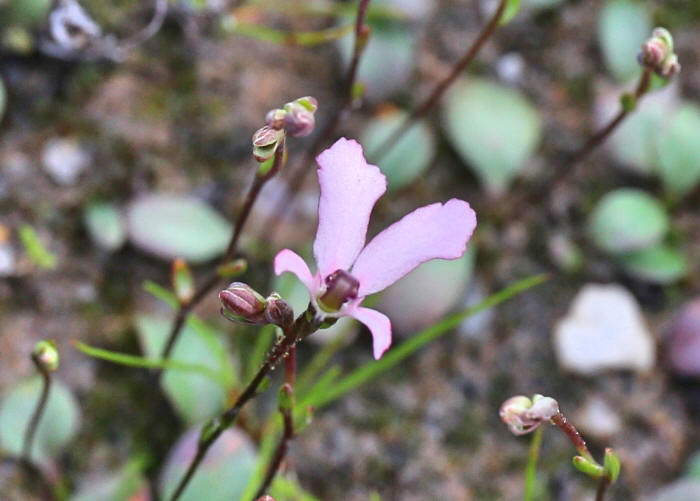 Western Australian Plants Stylidiaceae